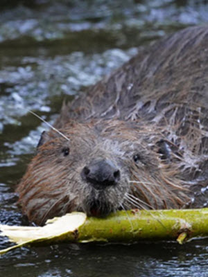 Beaver Oostvaarderplassen