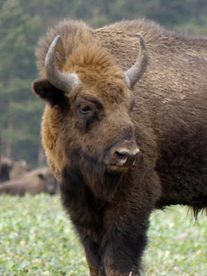 Bison Rhodope Mountain