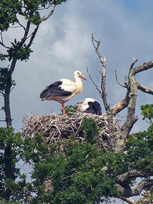 Stork Knepp wildland