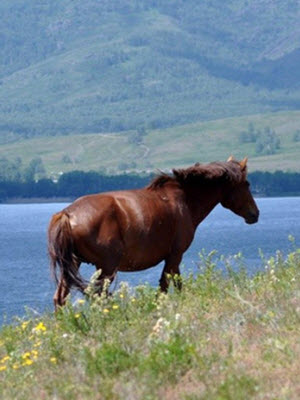 horse the wild fields