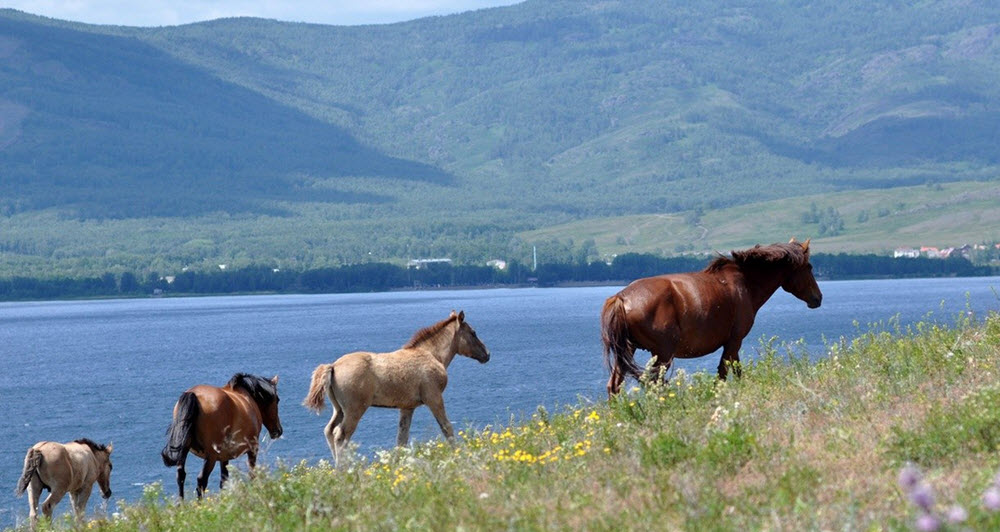 Bashkir horses