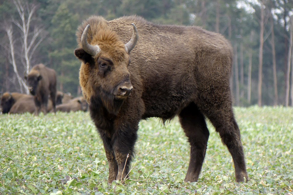 European bison