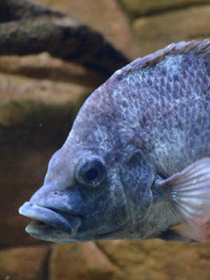 Mangarahara cichlid