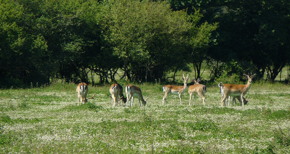 deer knepp wildland