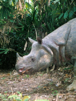 Java rhino