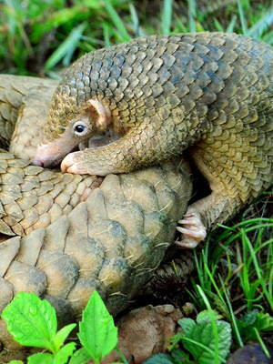 Pangolin