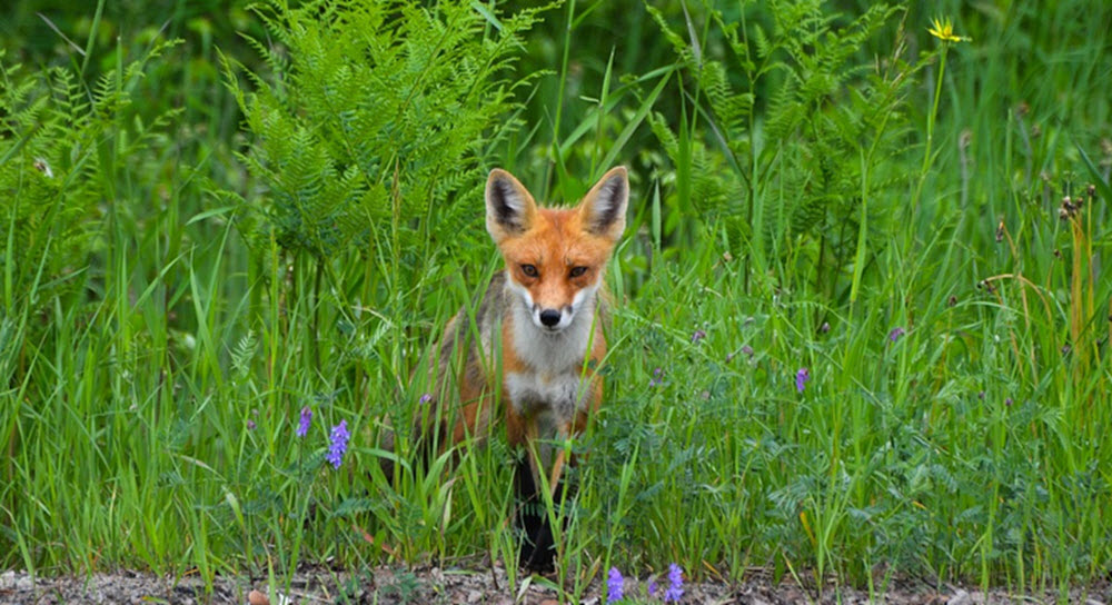 Young Red fox