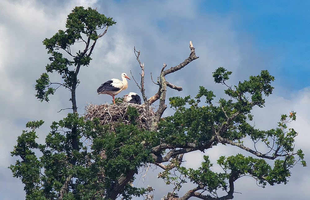 storks knepp wildland