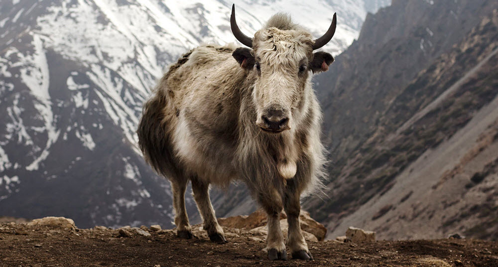 yak